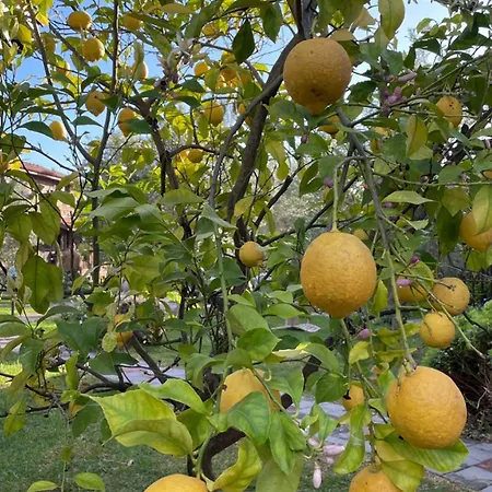Defne Olive Gardens, Koca Calis, - Previously Defne Fethiye