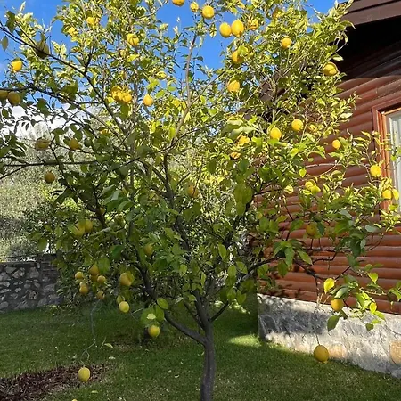 Defne Olive Gardens, Koca Calis, - Previously Defne