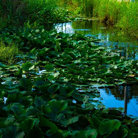 Defne Olive Gardens, Koca Calis, - Previously Defne フェティエ