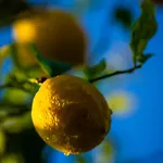 Nyaraló Defne Olive Gardens, Koca Calis,