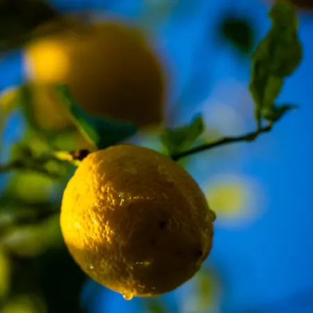 別荘 Defne Olive Gardens, Koca Calis, - Previously Defne