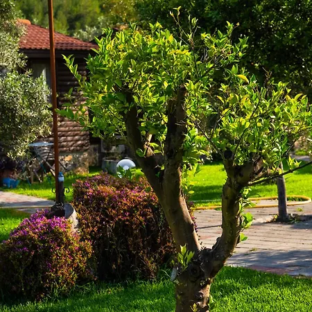 Defne Olive Gardens, Koca Calis, 別荘