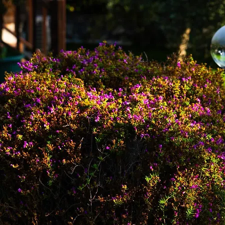 Defne Olive Gardens, Koca Calis, - Previously Defne Ferienhaus *