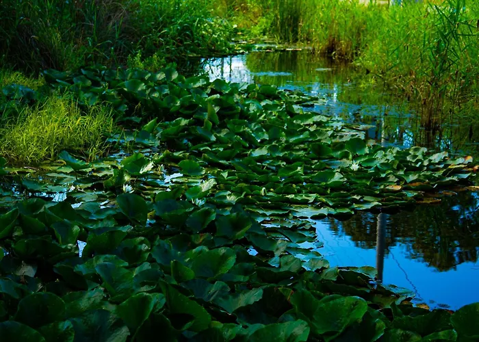 Defne Olive Gardens, Koca Calis, - Previously Defne Фетхие