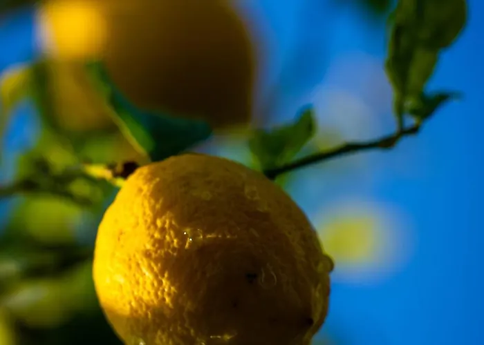 Casa de Férias Defne Olive Gardens, Koca Calis,