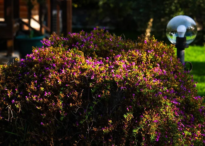 Defne Olive Gardens, Koca Calis, - Previously Defne Tatil Evi *